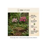 DH STORE Pembe Renk 2 Yaş Tüplü Ağaç Hatmi Fidanı -Hibiscus | Hoş Kokulu Çiçekleriyle