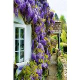DH STORE Wisteria Sinensis Kokulu Çin Morsalkım Mor Salkım Fidanı 20-40 Cm Tüplü