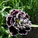 Dianthus Heddewigii Black White Karanfil Çiçeği Tohumu (100 adet)