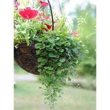 Dichondra Repens- Fare Kulağı Çiçeği 1 Adet Saksılı Bahçe-Balkon Çiçeği