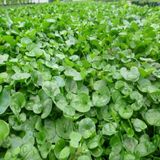 Dichondra Repens (Fare kulağı) ÇİM TOHUMU 1 KG