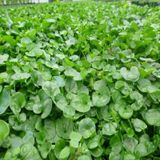 Dichondra Repens Fare Kulağı Çim Tohumu 100 G