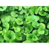 Dichondra Repens Fare Kulağı Çim Tohumu 1KG