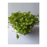Dichondra Repens Fare Kulağı Kundura Çimi Fidanı 10-15CM Saksılı