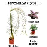 Die Grup Bitkim Sende Beyaz Mercan Çiçeği, 40-60 Cm, Tül Çiçeği Hediye, Bahçe Teras Bitkisi