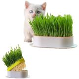 Die Grup Doğal Kedi Çimi, Tüy Yumağı Önleyici Plastik Kâse ile