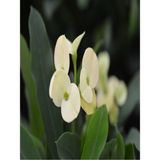 Die Grup Euphorbia Milii White Dikenler Tacı Beyaz Ev Ofis Salon Iç Mekan Bitkisi 25 Cm, BTSR137