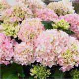 Die Grup Gardenbox Açık Pembe Ortanca Fidanı, 40-50 Cm, Saksıda