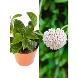 Die Grup Gardenbox Beyaz Renk Mum Çiçeği Fidesi, 1 Adet Saksılı Iç Mekan Bitkisi, White Hoya Carnosa