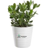 Die Grup Gardenbox Crassula Ovata Yeşim Para Bitkisi, 15-25 Cm, Saksılı, Yeşil