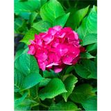 Die Grup Gardenbox Fuşya Renk Çiçekli Ortanca Fidanı, 30-60 Cm, Tüplü, Hydrangea