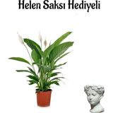 Die Grup Gardenbox Hediyelik Beyaz Barış Çiçeği, Helen Saksı, Hediye Kartlı