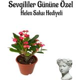Die Grup Gardenbox Kadınlar Gününe Özel Kırmızı Milli Diken, Helen Saksı Hediyeli