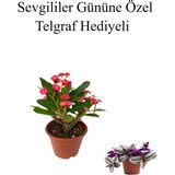 Die Grup Gardenbox Kadınlar Gününe Özel Kırmızı Renk Milli Diken, Kaktüs Helen Saksı Hediyeli
