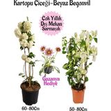 Die Grup Gardenbox Kartopu Çiçeği, Beyaz Begonvil, Pembe Gazanya Saksılı Bahçe Seti, Çok Renkli