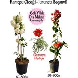 Die Grup Gardenbox Kartopu Çiçeği, Turuncu Begonvil, Kırmızı Gazanya Saksılı Bahçe Seti, Çok Renkli, 3'lü