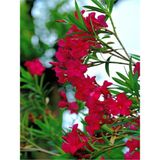 Die Grup Gardenbox Kırmızı Bodur Zakkum Çiçeği Fidanı, 25-40 Cm, Saksılı, Red Oleander