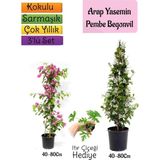 Die Grup Gardenbox Kokulu Arap Yasemini, Turuncu Begonvil, Tül Kuşkonmaz Hediyeli 3'lü Bahçe Seti, 40-80 cm