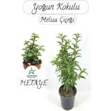 Die Grup Gardenbox Kokulu Melisa Çiçeği Saksılı 30-50 Cm, Yeşim Para Çiçeği Hediye