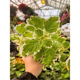 Die Grup Gardenbox Plectranthus Forsteri Adaçayı Kokulu Bitki Sarkıcı Tür Saksılı