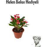 Die Grup Kadınlar Gününe Özel Kırmızı Renk Milii Dikenler Tacı Çiçeği Helen Saksı Hediyeli, BTS001NA2029