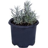 Die Grup Lavanta Saksıda (Lavandula Officinalis) - Canlı Çiçek - 1.5 Litre