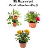 Die Grup Nura Botanik Gazanya Çiçeği Seti, 3 Adet Saksılı, 10-20 Cm, Pembe-Beyaz-Sarı Renk, Teras Çiçeği