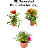 Die Grup Nura Botanik Gazanya Çiçeği Seti, 3 Adet Saksılı, 10-20 Cm, Pembe-Beyaz-Turuncu-Turuncu Sarı Renk, Teras Çiçeği