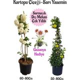 Die Grup Nura Botanik Kartopu Çiçeği, Sarı Yasemin, Pembe Gazanya Hediyeli Saksılı Bahçe Seti