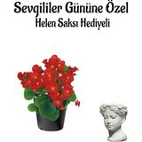 Die Grup Nura Botanik Kırmızı Şeker Begonya Çiçeği, Helen Saksı Hediyeli