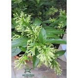 Die Grup Nura Botanik Melisa Kolanya Çiçeği Saksıda, 30-60 Cm, Cestrum Nocturnum
