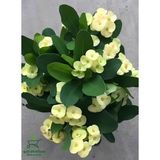 Die Grup Nura Botanik Sarı Dikenler Tacı Kaktüsü, 15-25 Cm, Euphorbia Milii, 1 Adet
