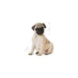 Die Grup Royal Canin Junior Pug Kuru Köpek Maması, Yavru Köpek, 1.5 kg