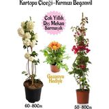Die Grup Serada Decor & Plant Kartopu Çiçeği, Kırmızı Begonvil, Sarı Gazanya Hediyeli Saksılı Bahçe Seti, Çok Renkli
