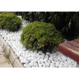 Die Grup Tr Beyaz Dolomit Taş 25 kg 4-6 cm Dekoratif Taş Bahçe Süs Taşı Loche - Adaçayı Yeşili