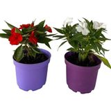 Die Grup Videolu Cam Güzeli Çiçeği Kırmızı-Beyaz 2 Adet Saksılı 10-20CM Salon Bitkisi Impatiens Walleriana