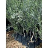 Die Grup Videolu Gemlik Zeytin Fidanı Fidesi 1 Adet 1. Kalite 80-150 cm Saksılıtüplü (Olive Sapling)