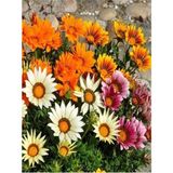 Die Grup Videolu Karışık Renk 10 Adet Gazanya Koyun Gözü Çiçeği Fidanı 20-40CM Saksılı (Gazania) - 1 Adet