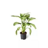 Dieffenbachia Tropic Snow - Yeşil Güzeli - Ev Ofis Salon Iç Mekan Bitkisi - Ø:21 Cm - H:80 Cm