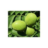 DİĞER1111 FERNOR CEVİZ FİDANI ( 40 - 60 CM ) - TÜPLÜ