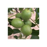 DİĞER1111 KAMAN CEVİZ FİDANI ( 60 - 80 CM ) - TÜPLÜ