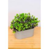 Digithome Dekoratif Kayık Saksılı Yapay Çiçekli Ağaç Yeşil 17cm Eva-5830 C1-1-423