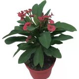 Dikenler Tacı Bitkisi Fidanı Kırmızı 10-20 Cm
