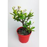 Dikenler Tacı Büyük Boy Euphorbia Milii Nadir Bulunan Spiral Dikenli 12 cm Kırmızı Saksıda