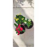 Dikenler Tacı Çiçeği Euphorbia Milli 3 Adet 10-20 Cm