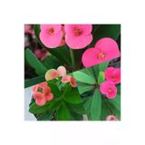 Dikenler Tacı Çiçeği Fidanı 10-20 cm Açık Pembe