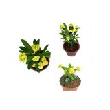 Dikenler Tacı Çiçeği Fidanı 10-20 Cm Açık Sarı