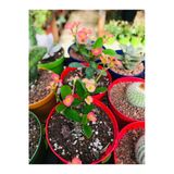 Dikenler Tacı Çiçeği Fidanı 10-20 Cm Şeker Pembe
