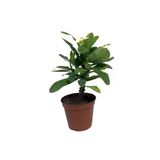 Dikenler Tacı Çiçek Fidanı 10-20 cm