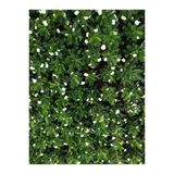Dikenler Tacı Çiçekli Milli (Beyaz) 10-20 Cm